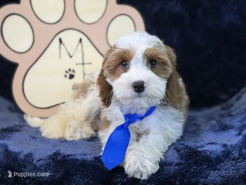 Tatum – Cavapoo puppy for sale in Center Ridge, AR