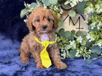Reo , a male Cavapoo for sale in Center Ridge, AR – 2 of 5