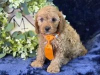 Cleetus, a male Cavapoo for sale in Center Ridge, AR – 7 of 9