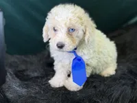 Albus, a male Bichpoo for sale in Center Ridge, AR – 2 of 7