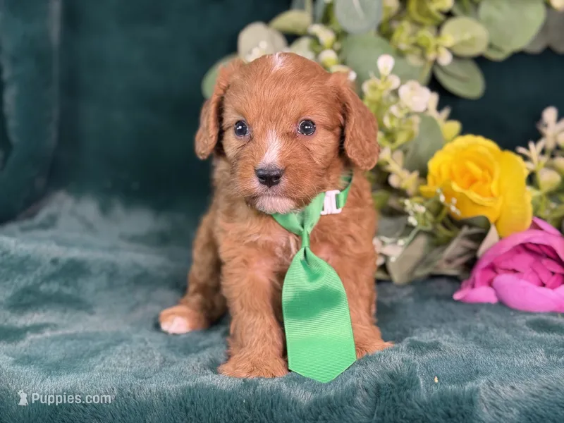 Finn – Cavapoo puppy for sale in Center Ridge, AR