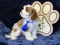 Tatum, a male Cavapoo for sale in Center Ridge, AR – 9 of 10