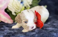 Ace, a male Cavapoo for sale in Center Ridge, AR – 7 of 9