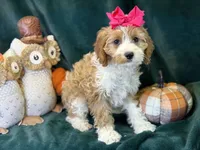 Dolly, a female Cavapoo for sale in Center Ridge, AR – 4 of 6