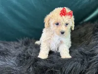 Paloma, a female Bichpoo for sale in Center Ridge, AR – 6 of 7