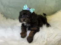 Maui, a female Cavalier King Charles Spaniel and Poochon for sale in Center Ridge, AR – 3 of 8
