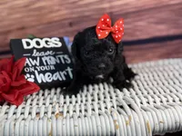 Rayne, a female Cavalier King Charles Spaniel and Poochon for sale in Center Ridge, AR – 2 of 10