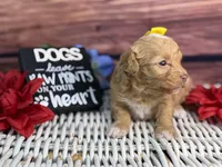 Marina, a female Cavalier King Charles Spaniel and Poochon for sale in Center Ridge, AR – 9 of 9