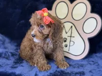 Moana, a female Cavapoo for sale in Center Ridge, AR – 7 of 9