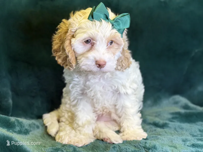 Jennie – Poodle - Miniature , Cavachon puppy for sale in Center Ridge, AR