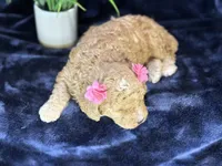 Claire, a female Poodle - Miniature  and Cavachon for sale in Center Ridge, AR – 6 of 10