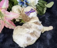 Roxy, a female Cavapoo for sale in Center Ridge, AR – 7 of 10