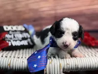 Auggie, a male Cavalier King Charles Spaniel and Poochon for sale in Center Ridge, AR – 8 of 10