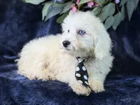 Casper, a male Bichpoo for sale in Center Ridge, AR – 4 of 9