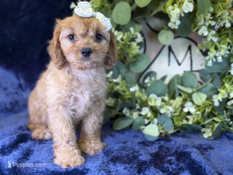Stella – Cavapoo puppy for sale in Center Ridge, AR