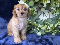 Stella, a female Cavapoo for sale in Center Ridge, AR – 1 of 7