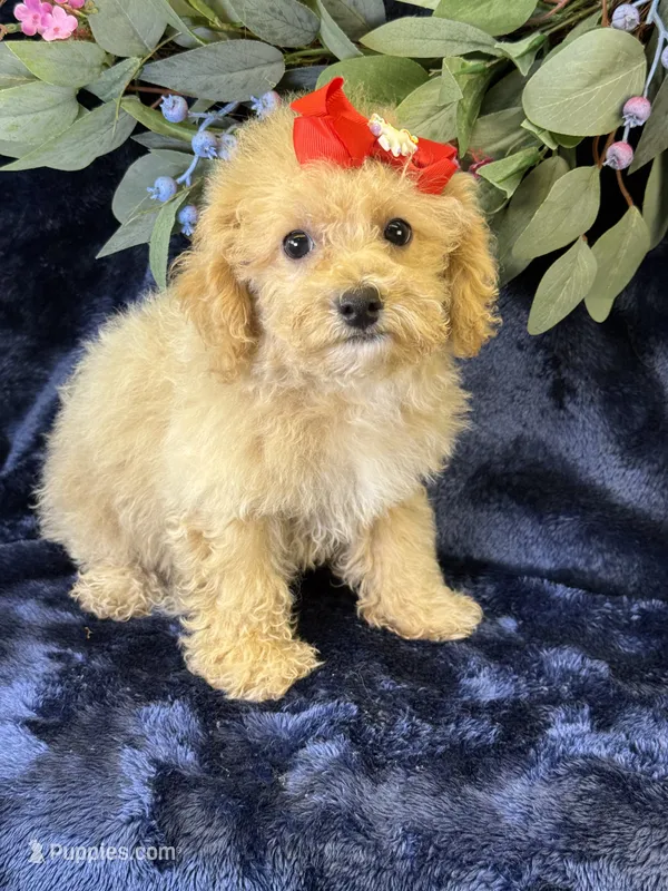 Paloma – Bichpoo puppy for sale in Center Ridge, AR