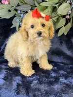 Paloma, a female Bichpoo for sale in Center Ridge, AR – 1 of 9