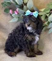 Maui, a female Bichon Frise and Cavapoo for sale in Center Ridge, AR – 2 of 10