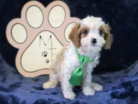 Titus, a male Cavapoo for sale in Center Ridge, AR – 2 of 5