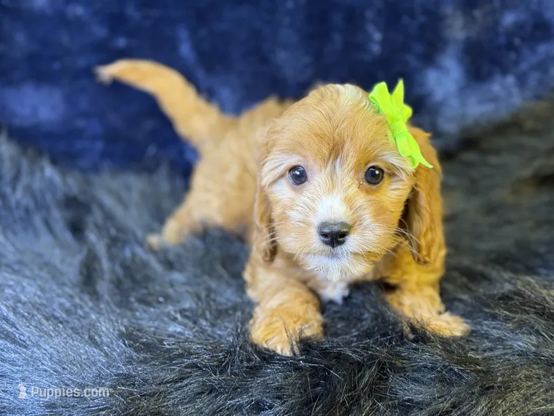 Lani – Cavapoo puppy for sale in Center Ridge, AR