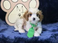 Titus, a male Cavapoo for sale in Center Ridge, AR – 4 of 5