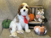 Cayman, a male Cavapoo for sale in Center Ridge, AR – 2 of 6