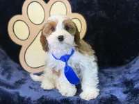 Tatum, a male Cavapoo for sale in Center Ridge, AR – 7 of 10