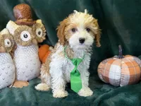 Waylon, a male Cavapoo for sale in Center Ridge, AR – 5 of 10