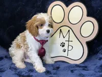 Kai, a male Cavapoo for sale in Center Ridge, AR – 3 of 7