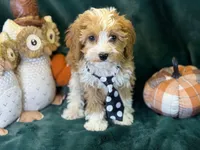 Cash, a male Cavapoo for sale in Center Ridge, AR – 2 of 5