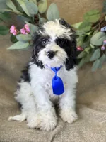 Auggie, a male Bichon Frise and Cavapoo for sale in Center Ridge, AR – 3 of 9