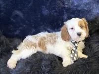 Barley, a male Cavapoo for sale in Center Ridge, AR – 5 of 7