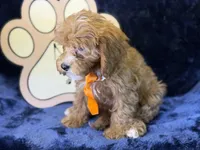 Tide, a male Cavapoo for sale in Center Ridge, AR – 8 of 10