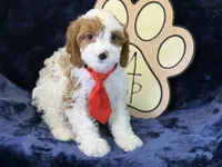 Cayman, a male Cavapoo for sale in Center Ridge, AR – 9 of 9