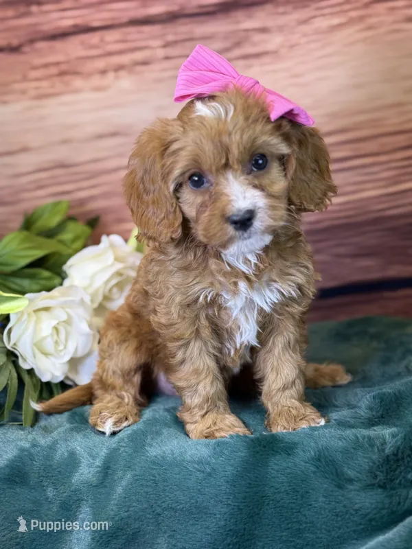 Coco – Cavapoo puppy for sale in Center Ridge, AR