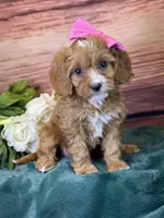 Coco, a female Cavapoo for sale in Center Ridge, AR – 1 of 7