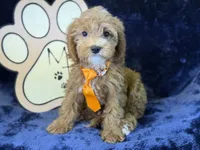 Tide, a male Cavapoo for sale in Center Ridge, AR – 9 of 10