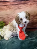 Ace, a male Cavapoo for sale in Center Ridge, AR – 2 of 10
