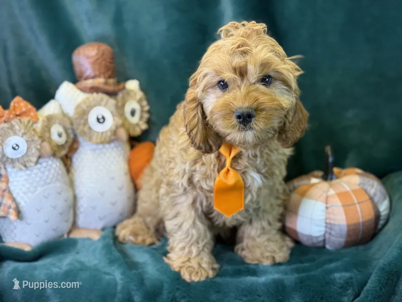 Cleetus – Cavapoo puppy for sale in Center Ridge, AR