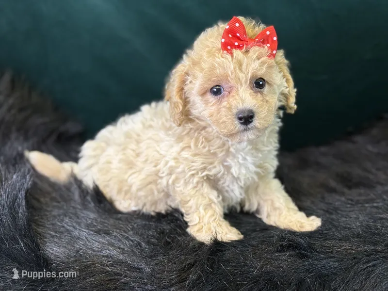 Paloma – Bichpoo puppy for sale in Center Ridge, AR