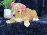 Claire, a female Poodle - Miniature  and Cavachon for sale in Center Ridge, AR – 4 of 10