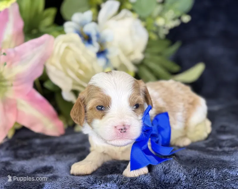 Milo – Cavapoo puppy for sale in Center Ridge, AR