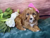 Coco, a female Cavapoo for sale in Center Ridge, AR – 7 of 7