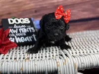 Rayne, a female Cavalier King Charles Spaniel and Poochon for sale in Center Ridge, AR – 4 of 10
