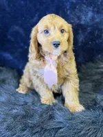 Reef, a male Cavapoo for sale in Center Ridge, AR – 3 of 6