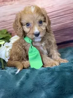 Finn, a male Cavapoo for sale in Center Ridge, AR – 8 of 10