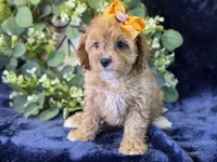 Molly, a female Cavapoo for sale in Center Ridge, AR – 10 of 10