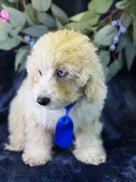 Albus, a male Bichpoo for sale in Center Ridge, AR – 3 of 9