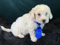 Albus, a male Bichpoo for sale in Center Ridge, AR – 5 of 7